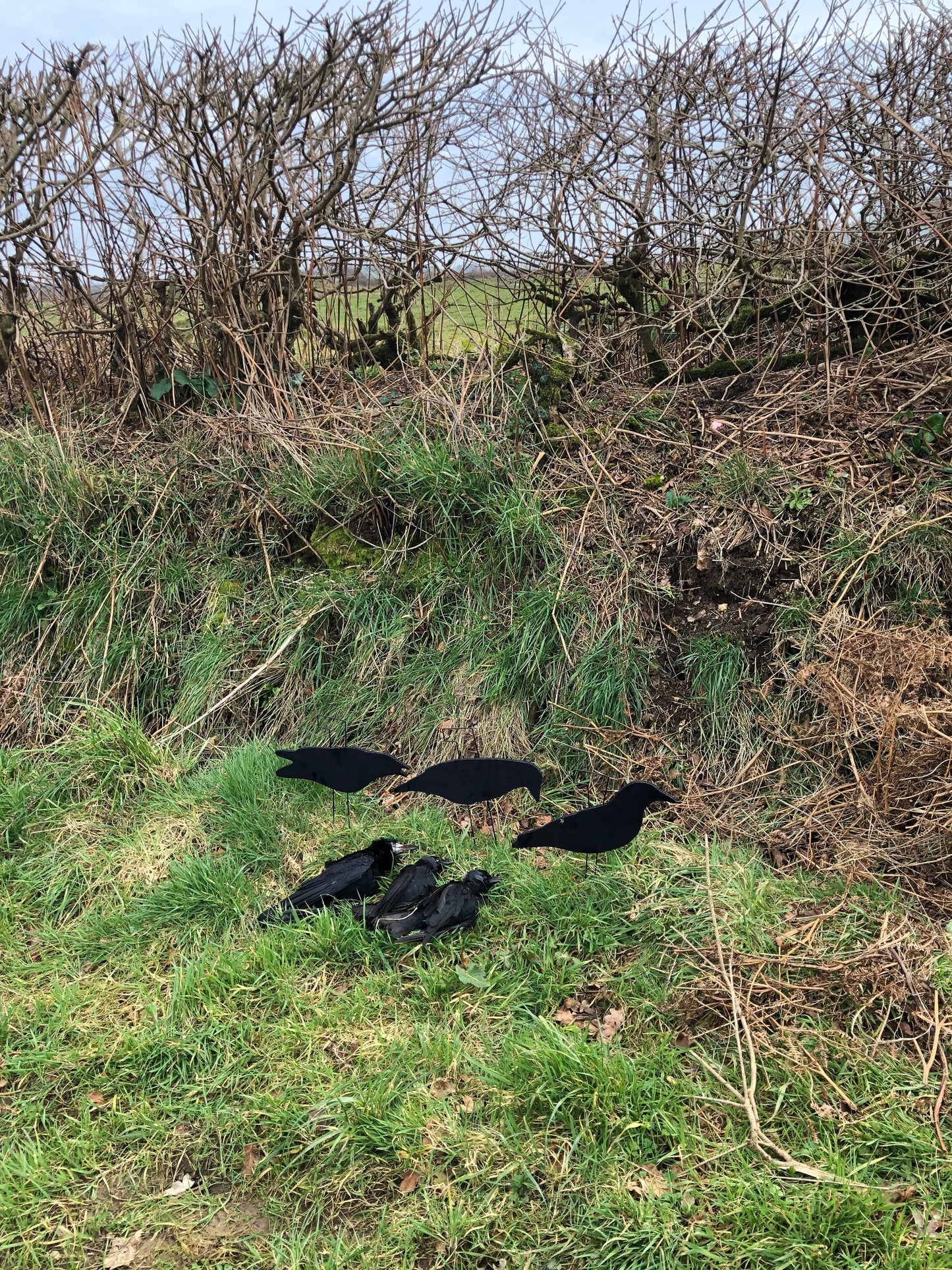 FA-194002 LAST PASS FULLY FLOCKED CROW DECOYS - 3 PACK