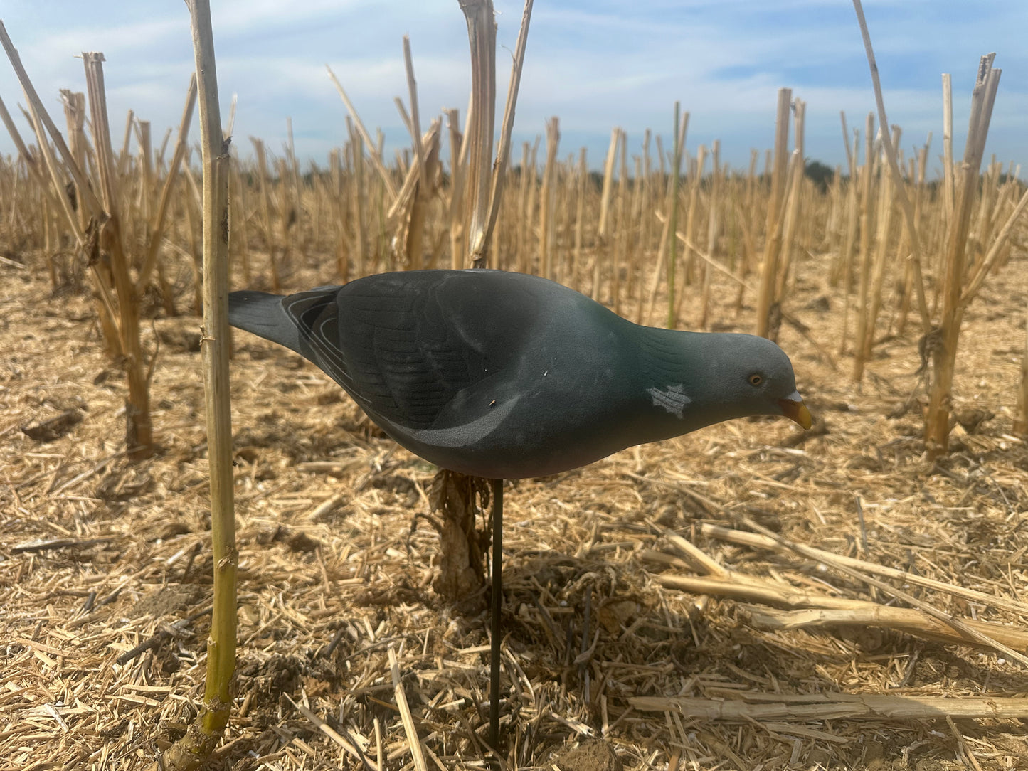 FA-195004 LAST PASS PIGEON FULLY FLOCKED DECOYS - 6 PACK