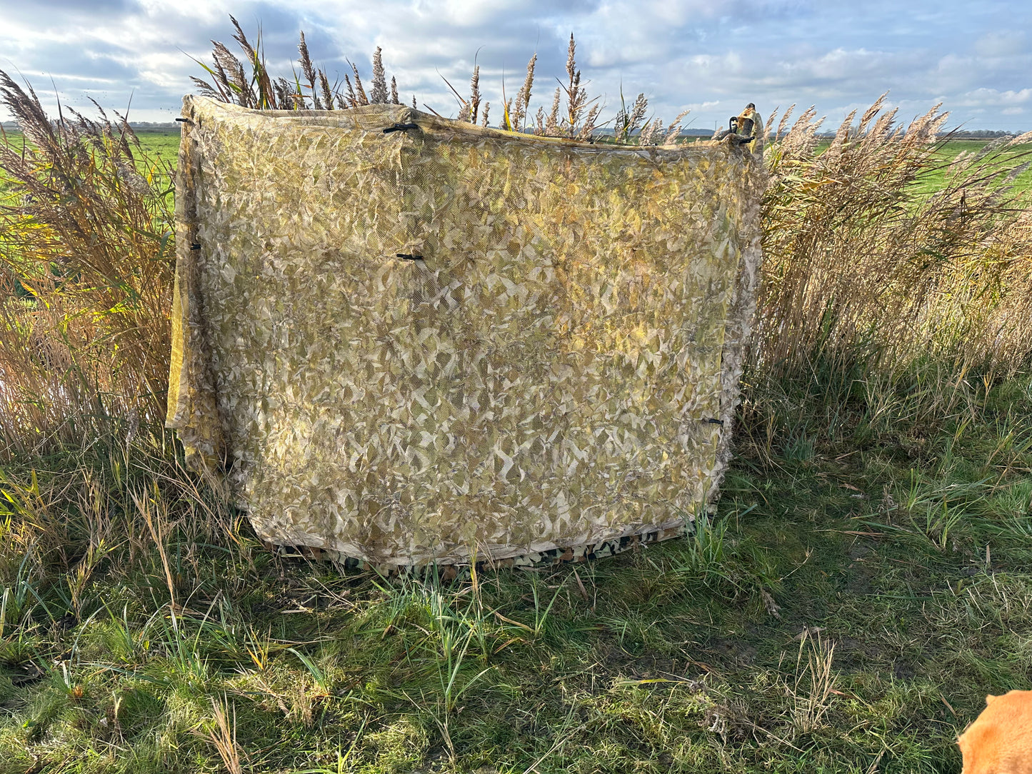 Stealth 2-ply harvest-reed camouflage hide net 4mx1.5m (Hunting Shooting Blind)