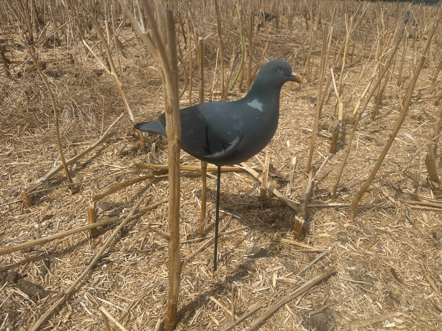 FA-195004 LAST PASS PIGEON FULLY FLOCKED DECOYS - 6 PACK
